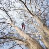 Pruning and guying a plane tree