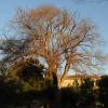 Pruning a hackberry