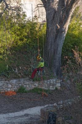 Taille raisonnée d'un très vieux micocouliers