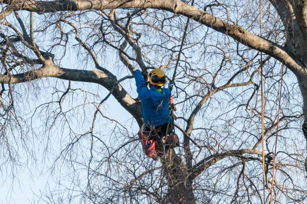 Taille raisonnée d'un très vieux micocouliers