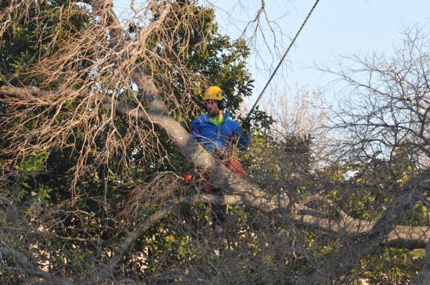 Taille raisonnée d'un très vieux micocouliers