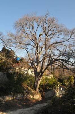 Taille raisonnée d'un très vieux micocouliers