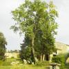 un sophora après sa taille