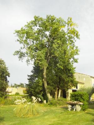 un sophora après sa taille