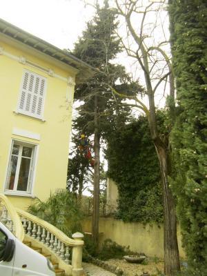 démontage d'un Cyprès entre une maison et des lignes éléctriques