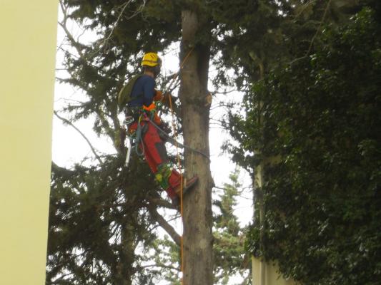 démontage d'un Cyprès entre une maison et des lignes éléctriques