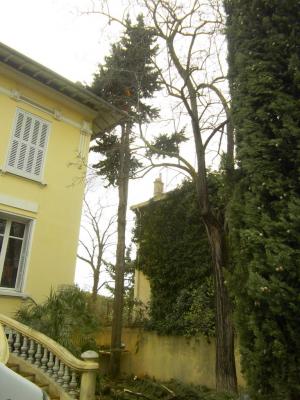 démontage d'un Cyprès entre une maison et des lignes éléctriques