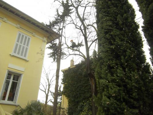 démontage d'un Cyprès entre une maison et des lignes éléctriques