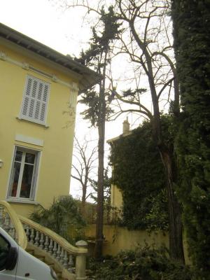 démontage d'un Cyprès entre une maison et des lignes éléctriques