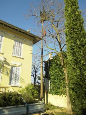 démontage d'un Cyprès entre une maison et des lignes éléctriques