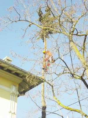 démontage d'un Cyprès entre une maison et des lignes éléctriques