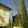 démontage d'un Cyprès entre une maison et des lignes éléctriques