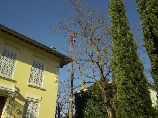 démontage d'un Cyprès entre une maison et des lignes éléctriques