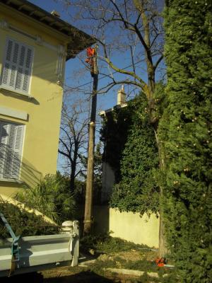 démontage d'un Cyprès entre une maison et des lignes éléctriques