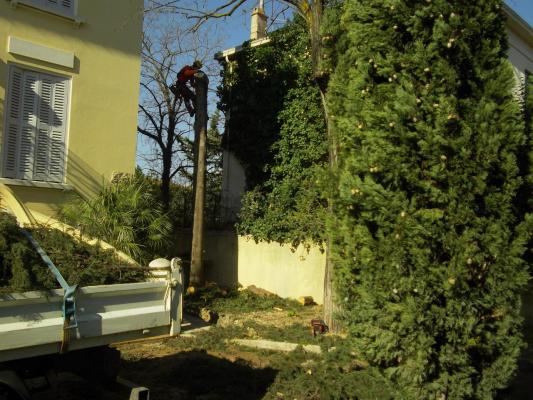 démontage d'un Cyprès entre une maison et des lignes éléctriques