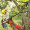 Guying a giant cedar