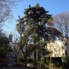 Un beau cèdre à Montpellier