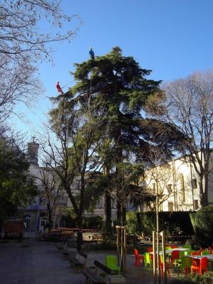 Un beau cèdre à Montpellier