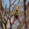 un grand pas pour l'arbre