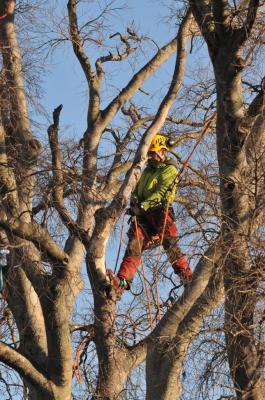 un grand pas pour l'arbre